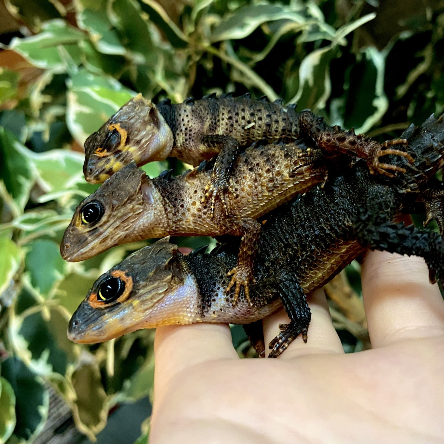 アカメ＆モトイカブトトカゲ | 爬虫類カフェらぷとる