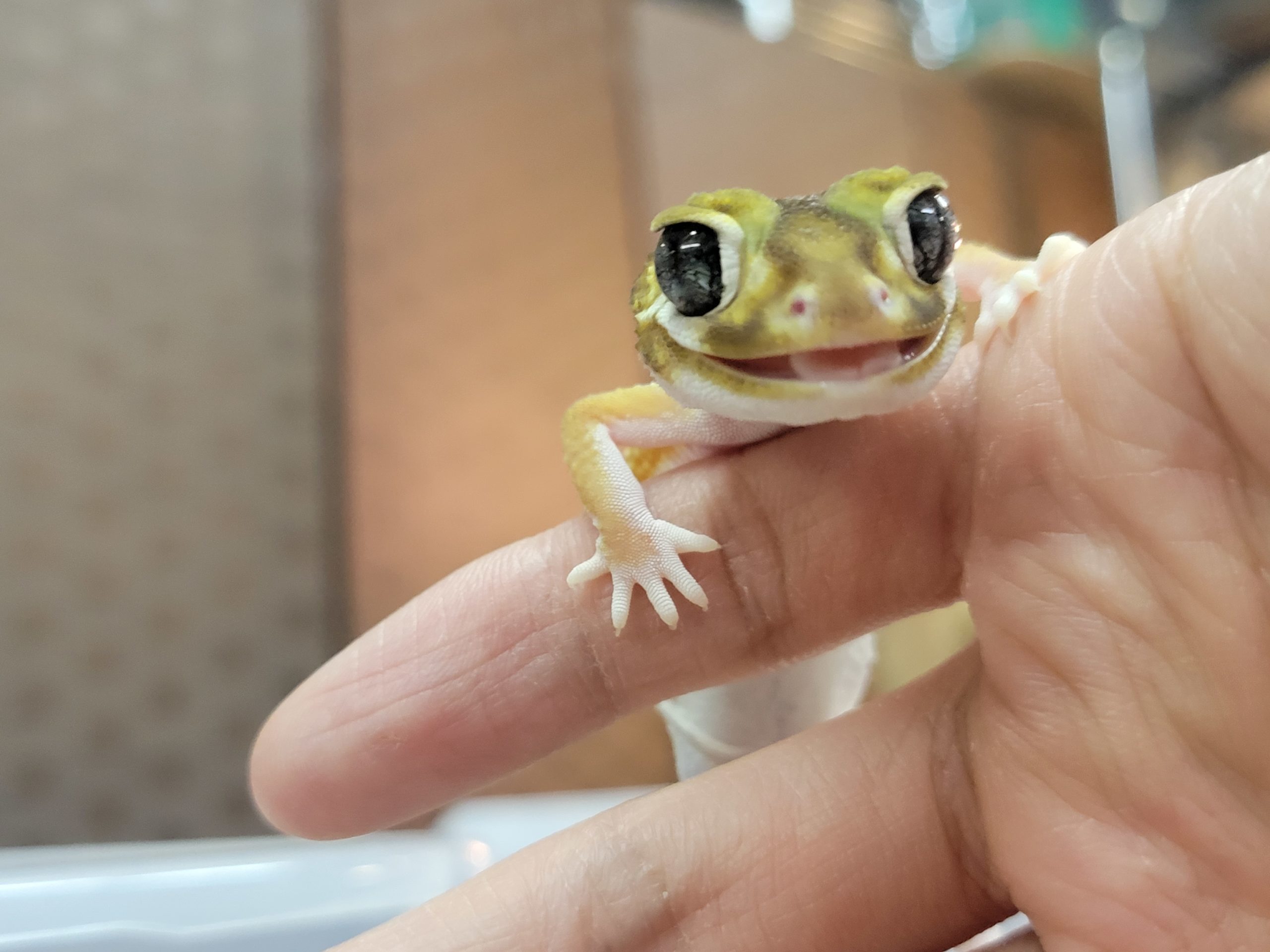 ナメハダタマオヤモリ ペア | 爬虫類カフェらぷとる